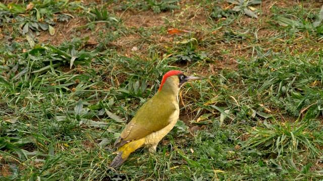 European birds – Green woodpecker (Picus viridis) смотреть онлайн