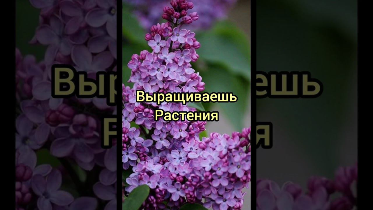 Пой эти песни если ты: #рекомендации #приколы #песни смотреть онлайн