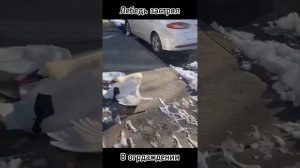 Спасение лебедя #добро #птицы