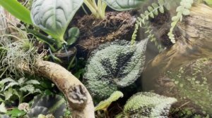 Флорариум своими руками