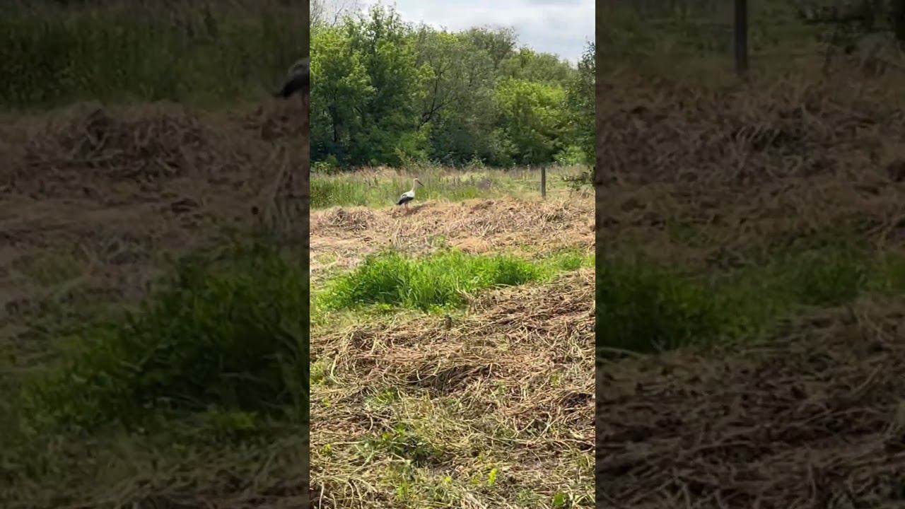 Аисты на покосе / Аисты в гнезде смотреть онлайн