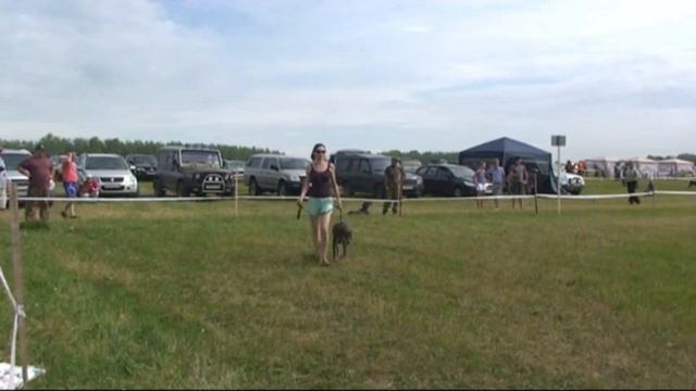 68. 11 Всероссийская Выставка охотничьих собак. кобели смотреть онлайн