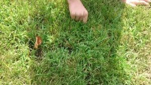 Нахождение свинороя на газоне