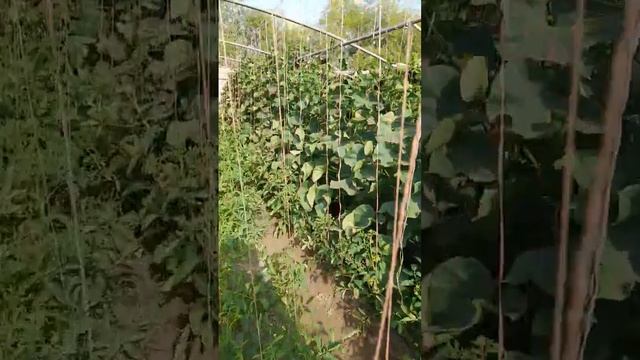 @агурси бодринг!!! универсал усталар!!!