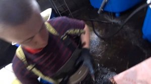 Вырастил стерлядь в пруду и получил из неё чёрную икру. Пруд