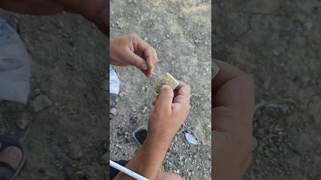 как поймат сазан!? #atyrau #ural #rybalka #sazan смотреть онлайн