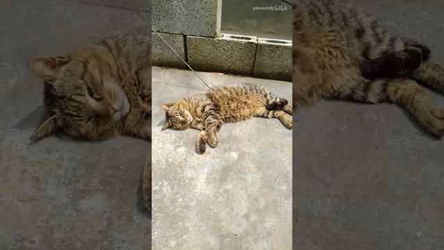 【狸花猫】在太阳下疯狂翻滚的猫猫虫，边翻滚嘴里还念念有词 смотреть онлайн