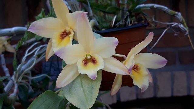 #GVOS2020 Dendrobium Meinen Hebammen смотреть онлайн