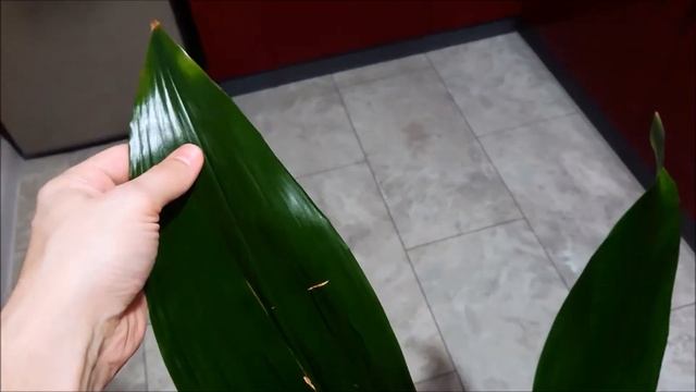 Aspidistra Elatior Cast Iron Plant Is Flowering, Aspidistra Wyniosła Kwitnie