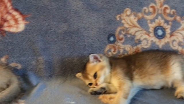Девчушки вислоушки смотреть онлайн