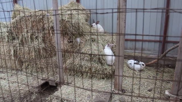 Петуха словили на суп. Проведали кроликов, фазанов. Декабрь, красота!!!!