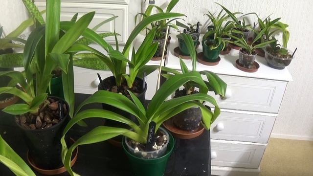 Phragmipedium requirements смотреть онлайн