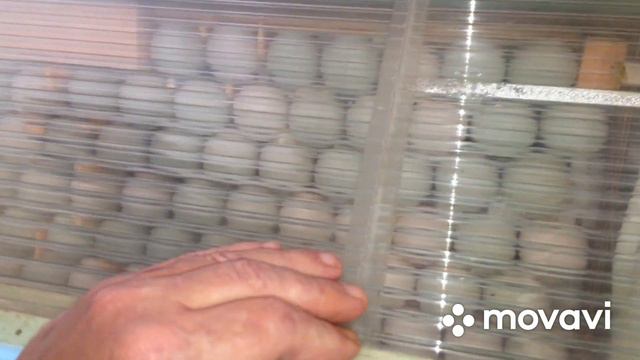 Инкубация Индийских бегунков ! смотреть онлайн