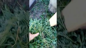 Траворезка своими руками за час