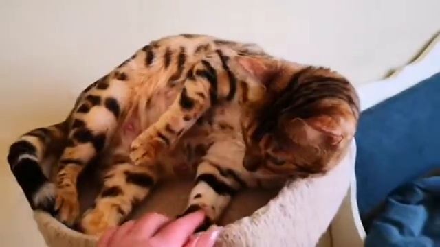 Бенгальская кошка Kubera Uma в ожидании котят, готовимся к родам смотреть онлайн