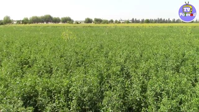 ФИТОМОНУС (СЛОНИКИ) на ЛЮЦЕРНЕ . СПОСОБЫ БОРЬБЫ. смотреть онлайн