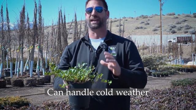 Arctostaphylos uva ursi Massachusetts Kinnikinnick смотреть онлайн