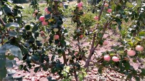 Вырастил яблоню из семечки