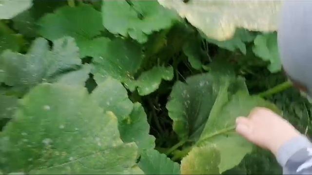 Осенины у дошколят смотреть онлайн