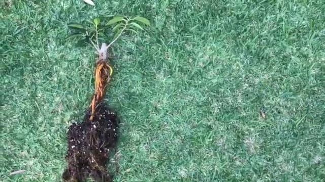 Bonsai Ficus Macrophylla смотреть онлайн