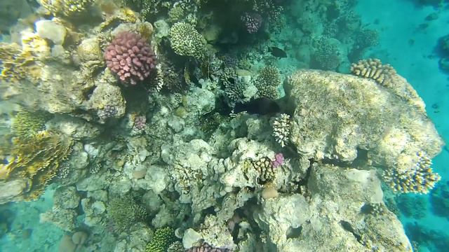 Egypt. Коралловые рифы отеля Savoy. Red Sea.