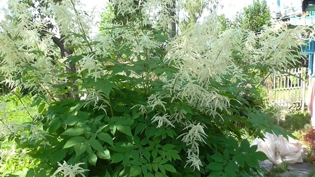 Эффектная волжанка  Spectacular Volzhanka