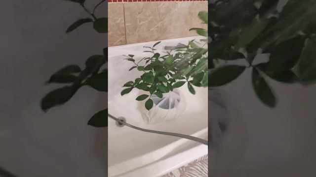 Комнатные цитрусовые растения (lemon, kumquat calamondin): профилактика паутинного клеща. смотреть онлайн