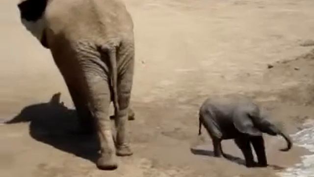 В мире животных Интересное видео Смешные животные смотреть онлайн