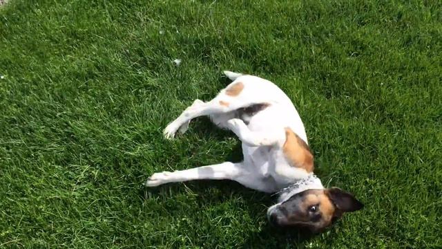 один день життя фокстер'єра смотреть онлайн