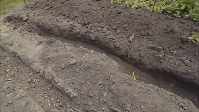 Посадка помидоров в канавки смотреть онлайн