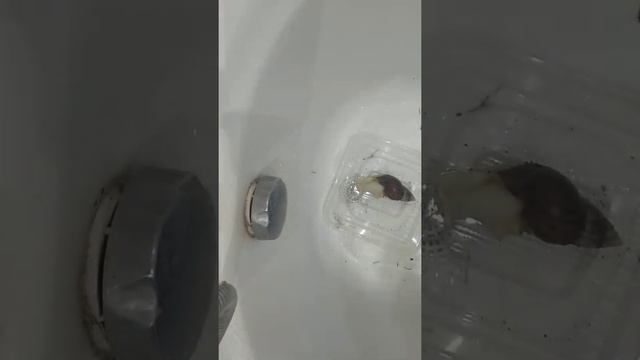 Новый мох для улиток ахатин смотреть онлайн