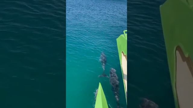 Прогулки в открытое море ? смотреть онлайн