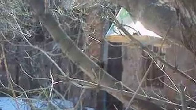 Крысы питаются в птичьей кормушке смотреть онлайн