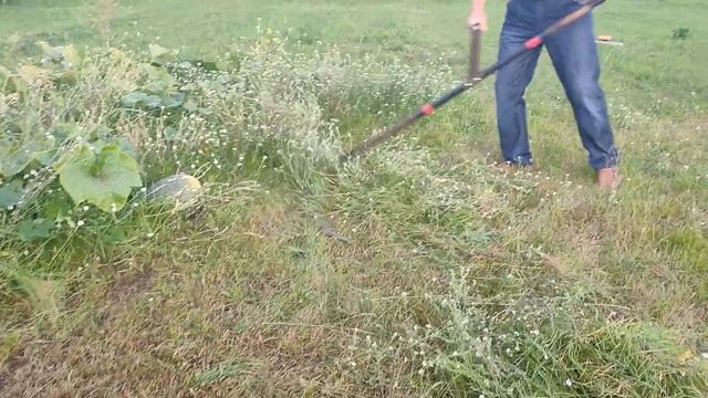Косьба ручной косой 90см. вокруг тыквы. Scything. смотреть онлайн