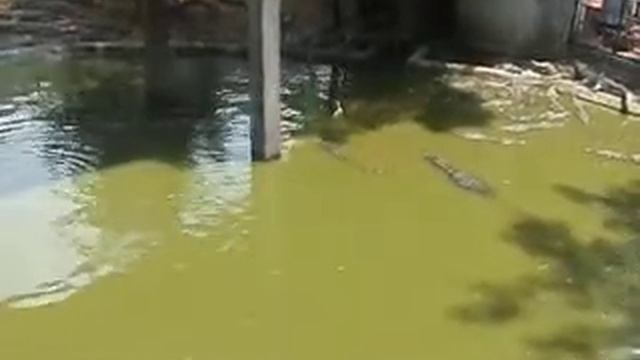 Ловись крокодил большой и маленький- Catching crocodile big and small! смотреть онлайн