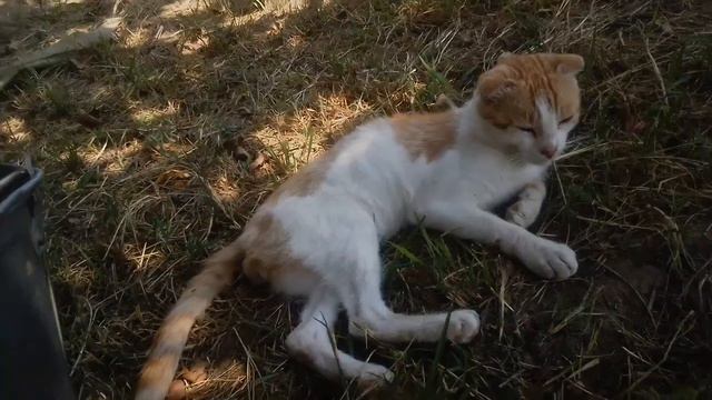 Челендж Кто больше соберет яблок🍎Кто выиграл???🌸 смотреть онлайн