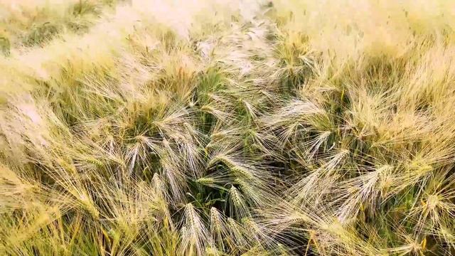 ЯЧМЕНЬ наливается, сорт БАЗАЛЬТ. и Безостый. обзор ячменя смотреть онлайн