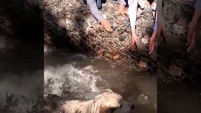 Собока едва не утанула.Мы вытащили собаку из воды смотреть онлайн