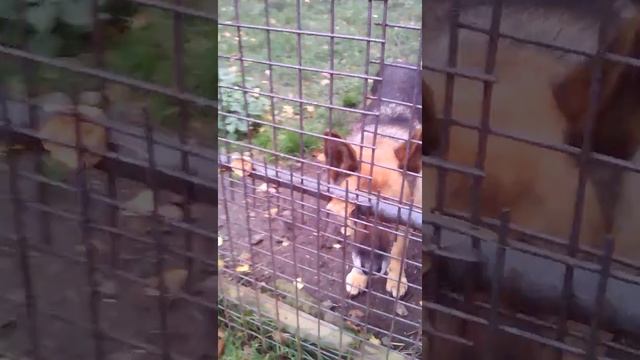 Мой рассказ в зоопарке. смотреть онлайн