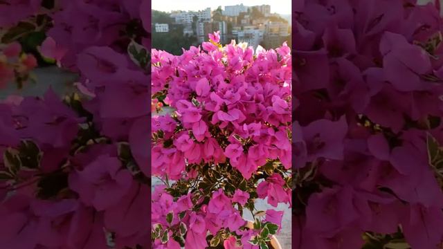 Blueberry Ice Bougainvillea
