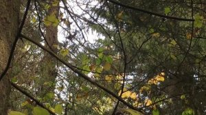 Подманиваете рябчика. Голос рябчика