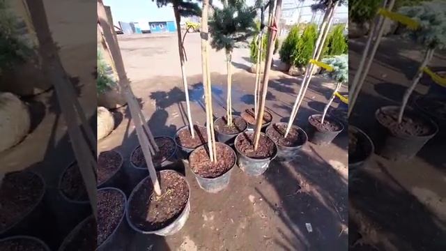 Глаука компакта смотреть онлайн