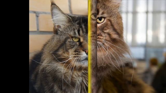 МЕЙН-КУН. Самая большая порода домашних кошек. смотреть онлайн