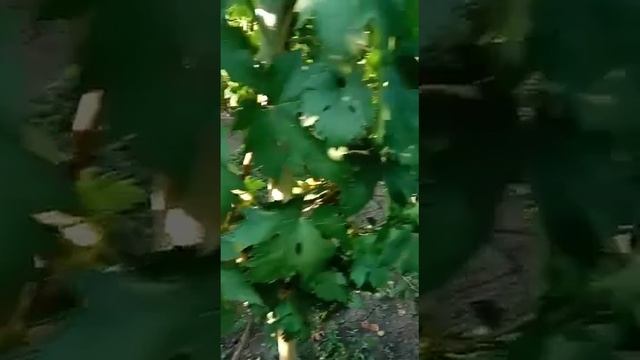 Виноград Кишмиш Столетие, Воевода смотреть онлайн