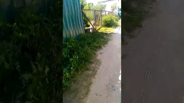 Собачка Альфик на даче, ждет хозяев смотреть онлайн