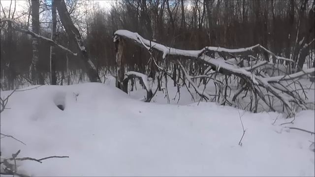 "Ролик с нашей охоты с полевым победителем Баяном и моими друзьями." смотреть онлайн