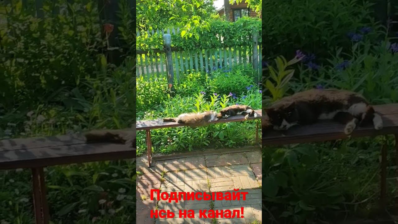 Два Друга не разлей вода. смотреть онлайн