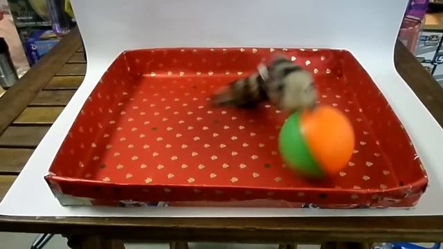 ttothefourth.com | Weasel Ball Rolling / Spinning Furry Fun Toy * Great For Dogs Cats Pets смотреть онлайн