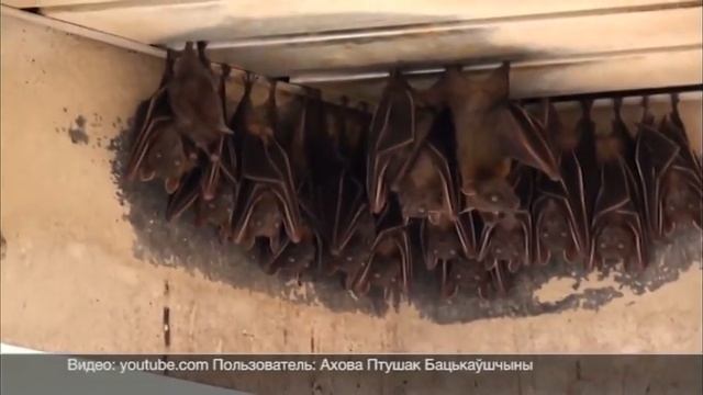 Нужно ли бояться летучих мышей?!!! смотреть онлайн