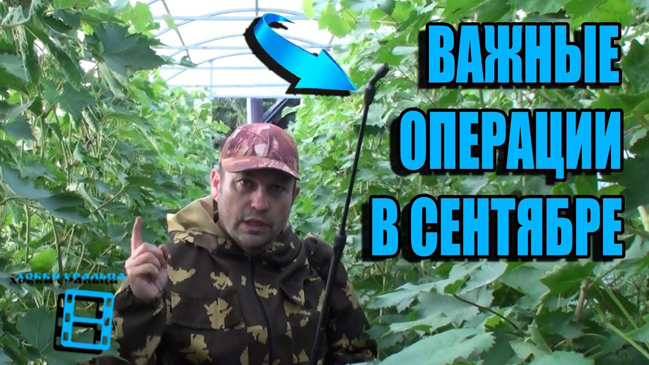 КАК УСКОРИТЬ СОЗРЕВАНИЕ ВИНОГРАДА? ВИНОГРАД В СЕНТЯБРЕ РАБОТЫ. ВЫРАЩИВАНИЕ ВИНОГРАДА В ТЕПЛИЦЕ смотреть онлайн